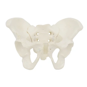 Хип кост тазов анатомичен модел за научно образование акушерка живот размер женски таз модел, гъвкава анатомия модел дропшип