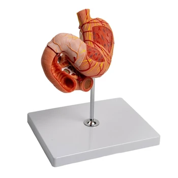 Анатомичен стомашен модел за клинични изследвания, Анатомия на стомаха Модел Дванадесетопръстника Анатомия на панкреаса Модел за всячане на помощни средства